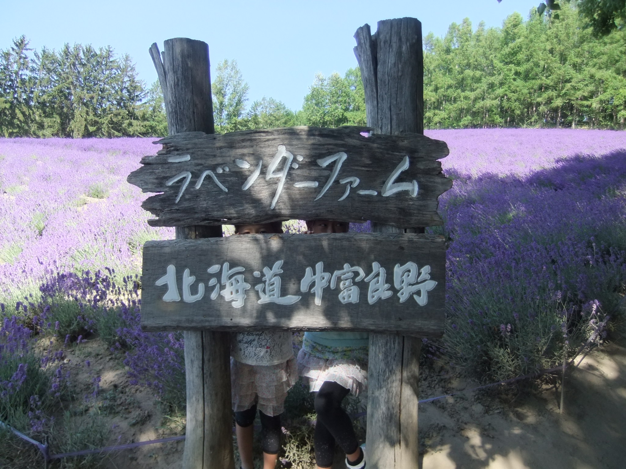 マイルで行く北海道の旅４ 富良野ラベンダー畑に行く お出かけ 子育て マラソン日記